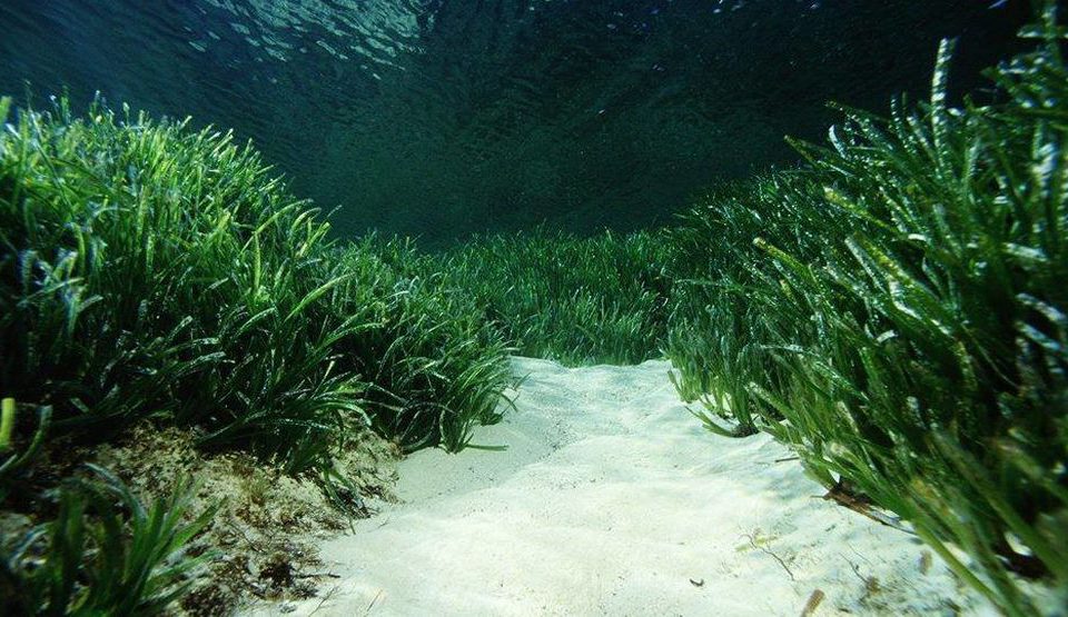 Apadrina un metre de posidònia de Formentera