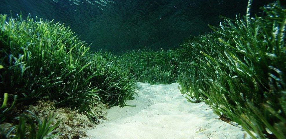 Apadrina un metre de posidònia de Formentera